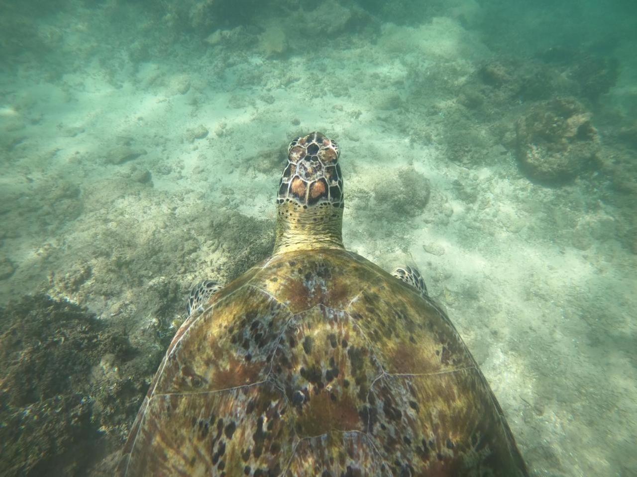 Ashok Villa Велигама Экстерьер фото