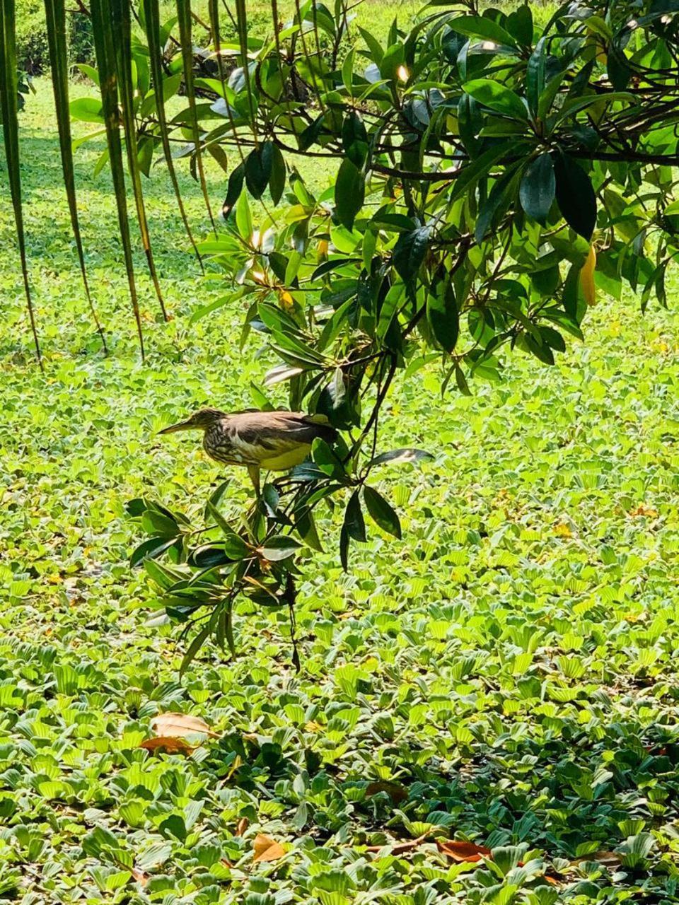 Ashok Villa Велигама Экстерьер фото