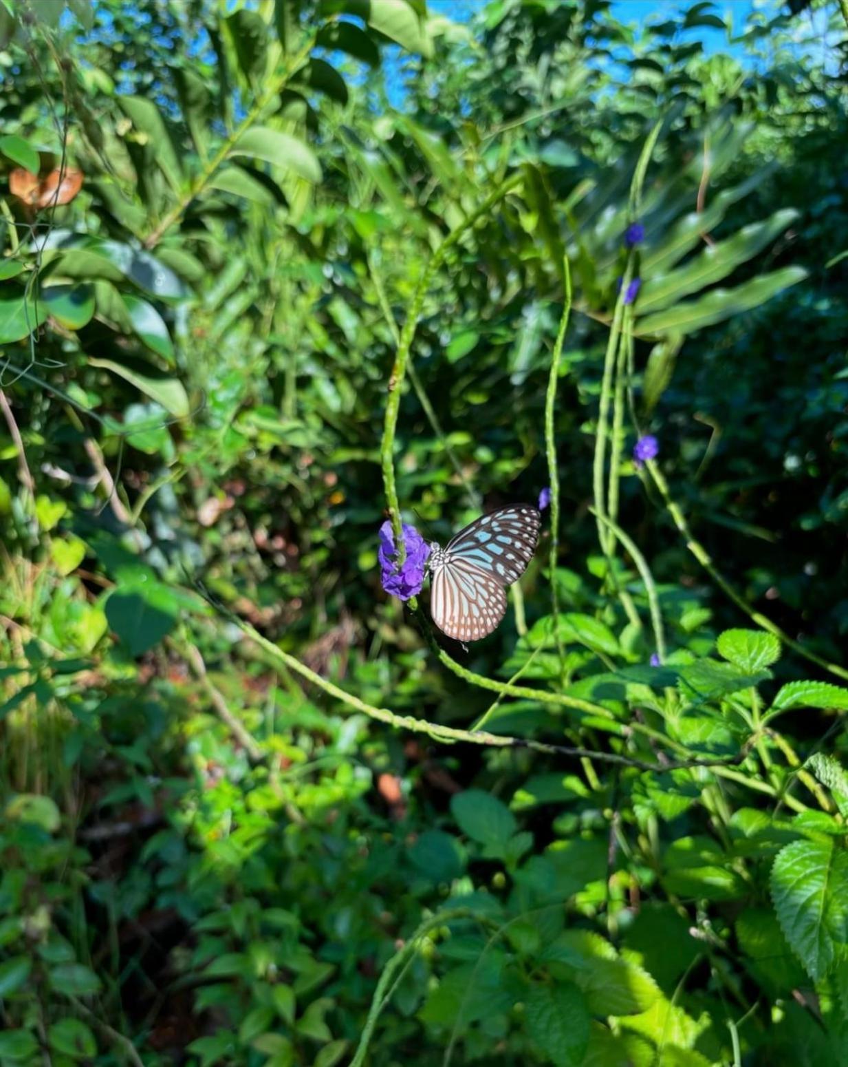 Ashok Villa Велигама Экстерьер фото